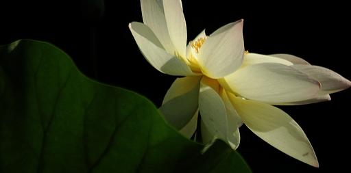 淘宝直通车高出价低溢价,淘宝直通车趋势种草功能