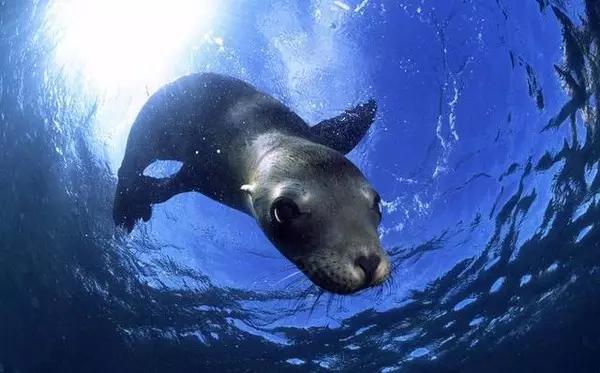 用我巨萌的强力剂,治愈你的宝宝萌化症