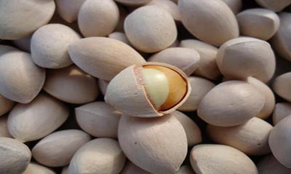 权健白果酒的功效,权健直销是正品吗