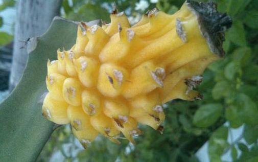 这些水果你一定不能错过,这些水果一定要多吃抓紧收藏