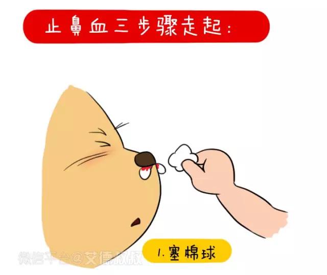 漫话安全051：小鼻子流血不要慌，3步骤快速止血！