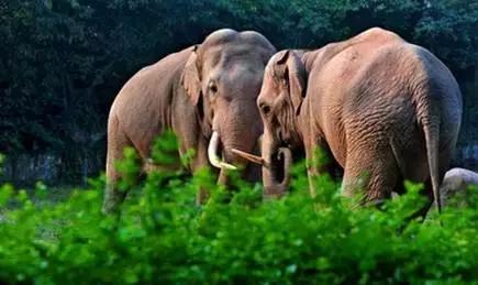 如果《欢乐颂》的故事发生在重庆，她们会怎么撕逼？