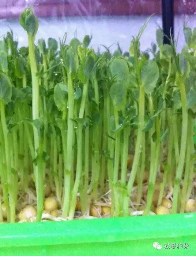 纸上种菜观察记录,纸上种菜