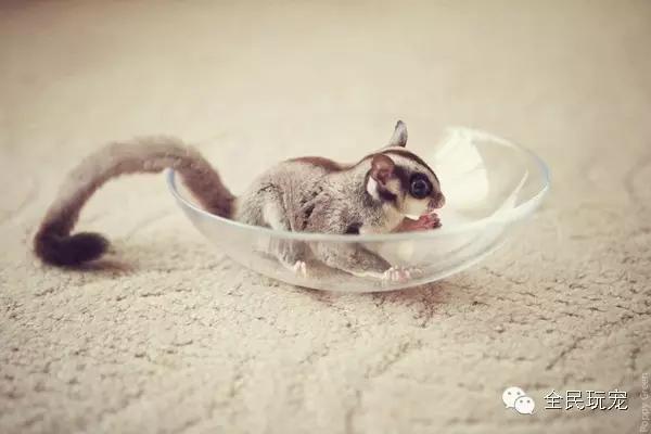 需要用大师球捕捉的宠物,用大师球养怪兽