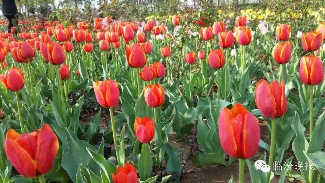 头条|我叫临汾,这是我的最新简历,请多关照!