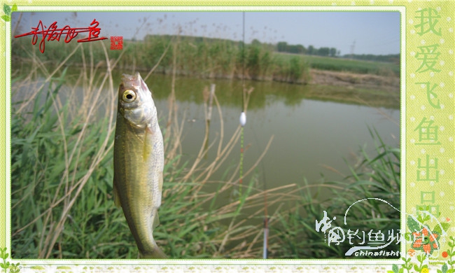 我爱飞鱼初探新钓点