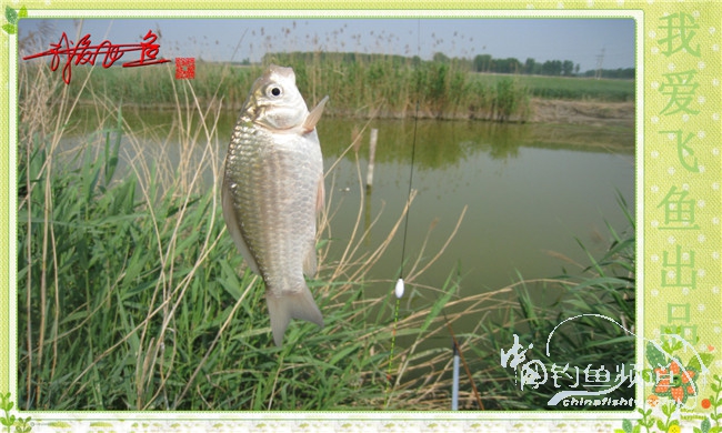 我爱飞鱼初探新钓点