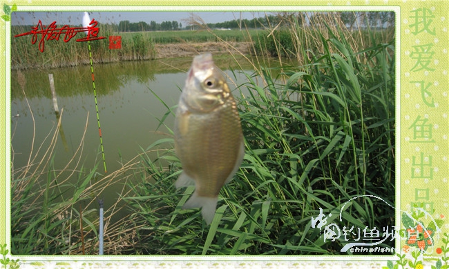 我爱飞鱼初探新钓点