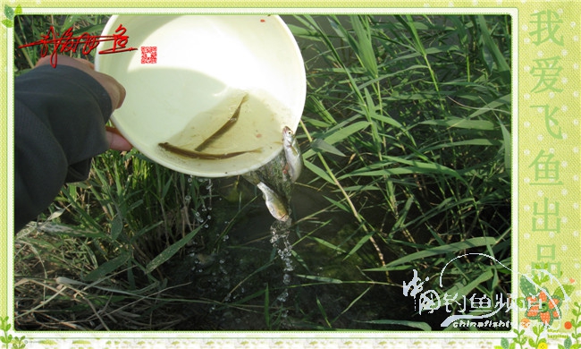 我爱飞鱼初探新钓点