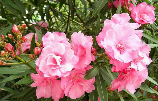 绿植花卉室内摆放实拍,绿植盆栽室内摆放