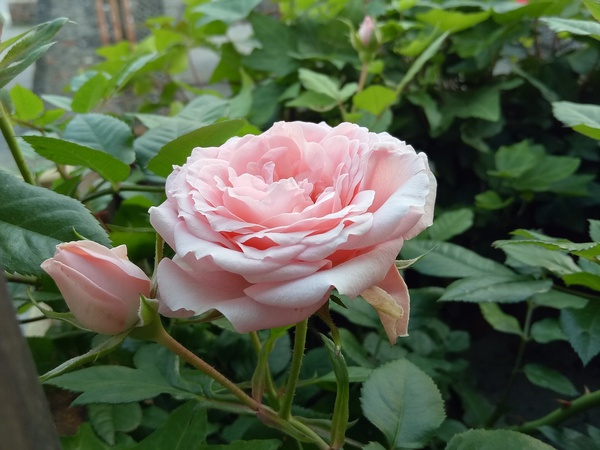 oppor9低端处理器,oppor9低配版叫什么