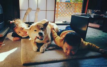 关于狗狗皮肤病的观察与治疗