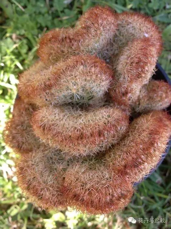 金手指怎么种,金手指怎么才能开花视频