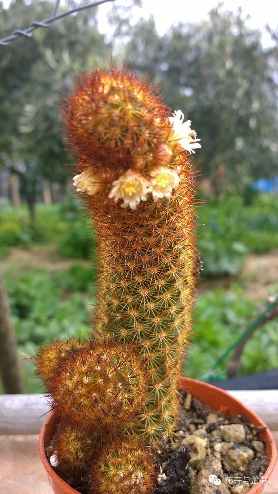 金手指怎么种,金手指怎么才能开花视频