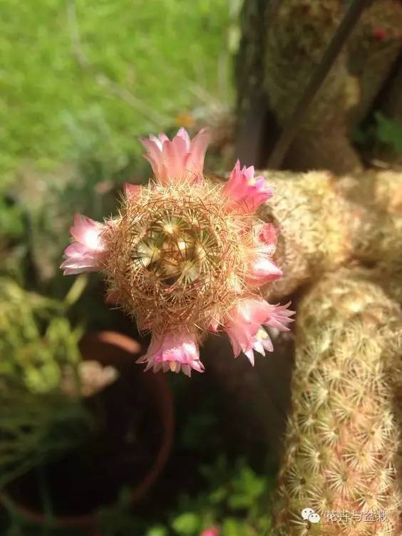 金手指怎么种,金手指怎么才能开花视频