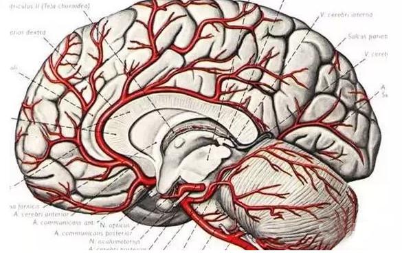 老年人吃什么可以预防老年痴呆,补充什么蛋白可以预防老年痴呆