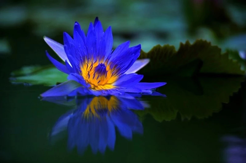 释迦牟尼佛的三十六道轮回,今天是释迦牟尼佛涅盘日吗