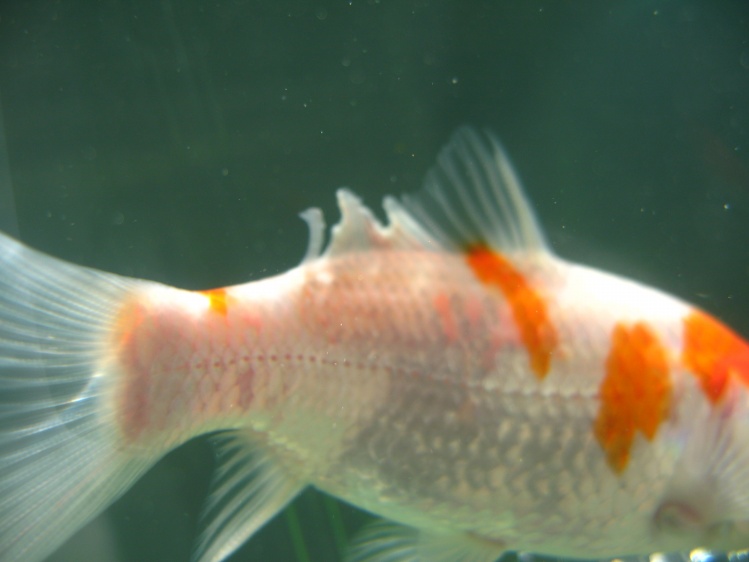 水质原因引起的锦鲤烂鳍烂尾,水质不好锦鲤失鳔