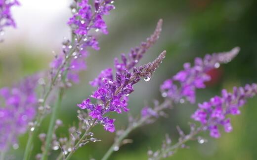 薰衣草什么时候开花最好,羊亭湿地公园春天薰衣草开花吗