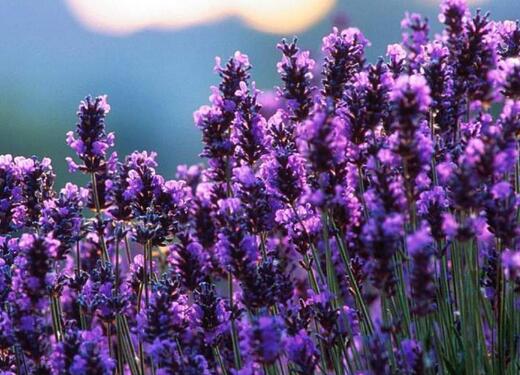 薰衣草什么时候开花最好,羊亭湿地公园春天薰衣草开花吗