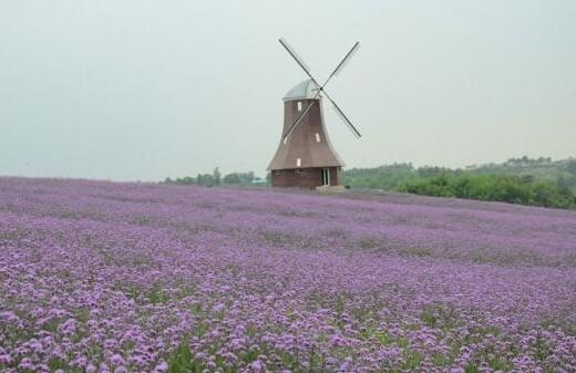 薰衣草什么时候开花最好,羊亭湿地公园春天薰衣草开花吗