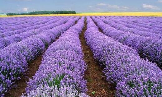 薰衣草什么时候开花最好,羊亭湿地公园春天薰衣草开花吗