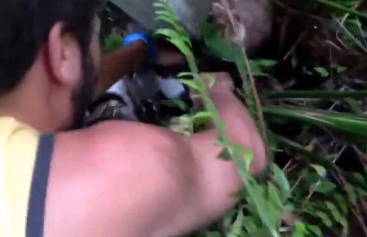 蟒蛇缠住猫,猫被蟒蛇缠住