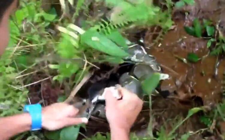 蟒蛇缠住猫,猫被蟒蛇缠住