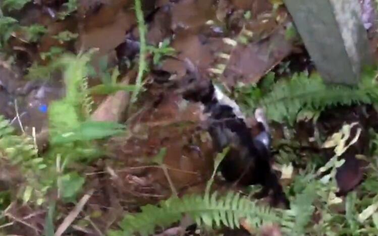 蟒蛇缠住猫,猫被蟒蛇缠住