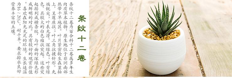 多肉植物刚种植掉叶怎么补救,多肉植物收到货后要怎么种植