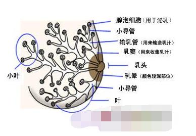 乳孔太小出奶慢怎么办,出乳孔少与乳汁量有关吗