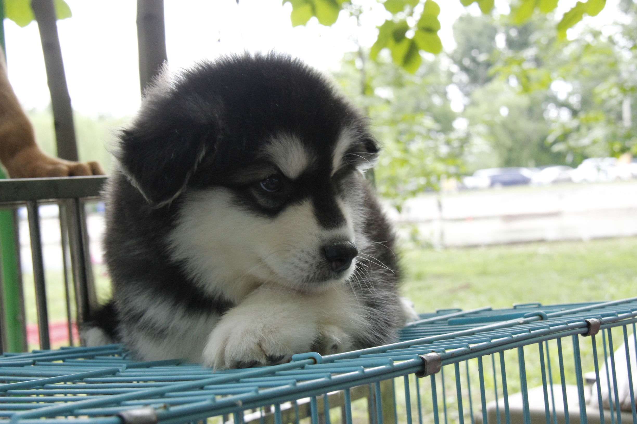simon说狗：京北唯一纯种犬狗狗集市开业见闻
