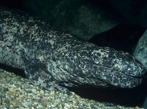 不合理蛙的卵长什么样,不合理蛙的图片