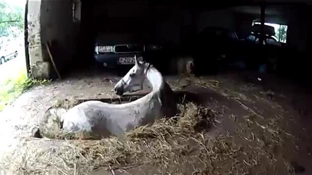 马卡深坑生命垂危，主人的一句话令它产生求生欲望，重获自由