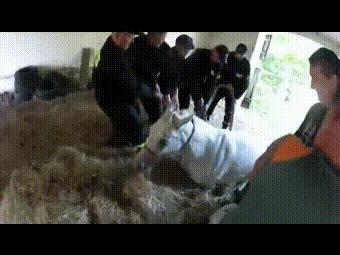 马卡深坑生命垂危，主人的一句话令它产生求生欲望，重获自由