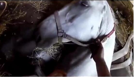 马卡深坑生命垂危，主人的一句话令它产生求生欲望，重获自由