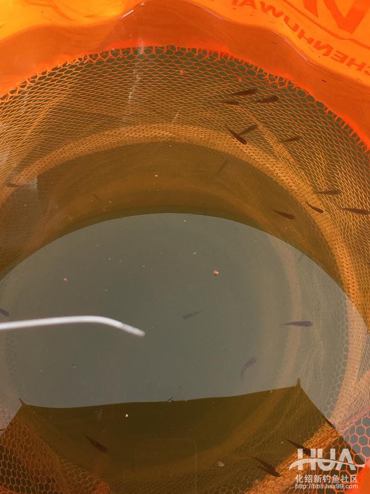 青龙湾附近野钓,株洲青龙湾野钓