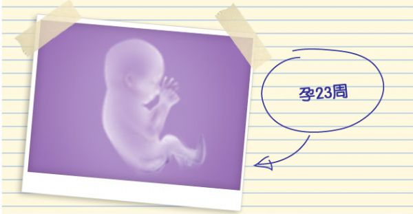 怀孕23周胎儿腹围19.2,孕23周胎儿一天不动正常吗