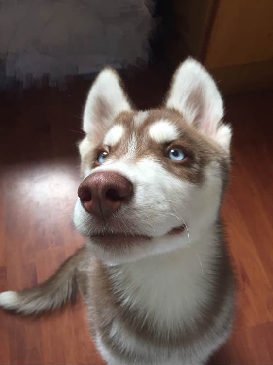 哈士奇在网上买回来的样子,哈士奇新买回来一直安静不下来