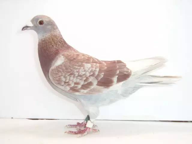 不看后悔的园艺技巧,鉴鸽技巧大全带图