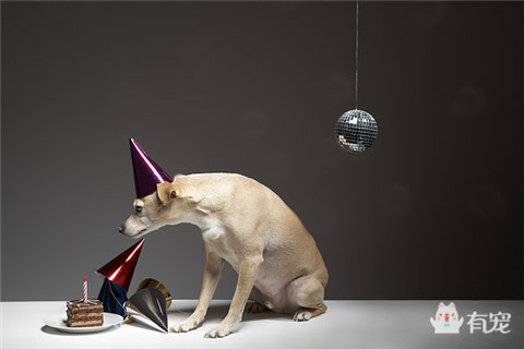 狗狗吃冰淇淋和蛋糕,狗狗在吃蛋糕