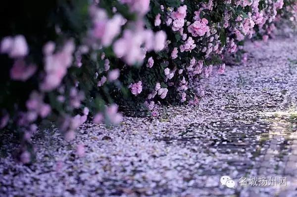 大事件！扬州要改名了！尼哪块不晓得？