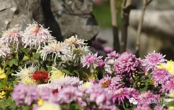 大事件！扬州要改名了！尼哪块不晓得？