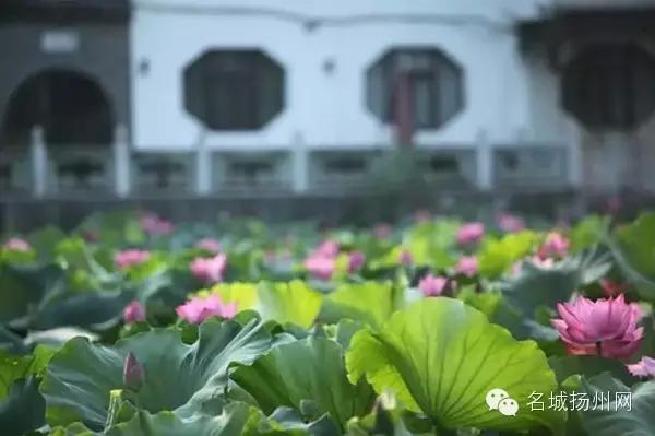 大事件！扬州要改名了！尼哪块不晓得？