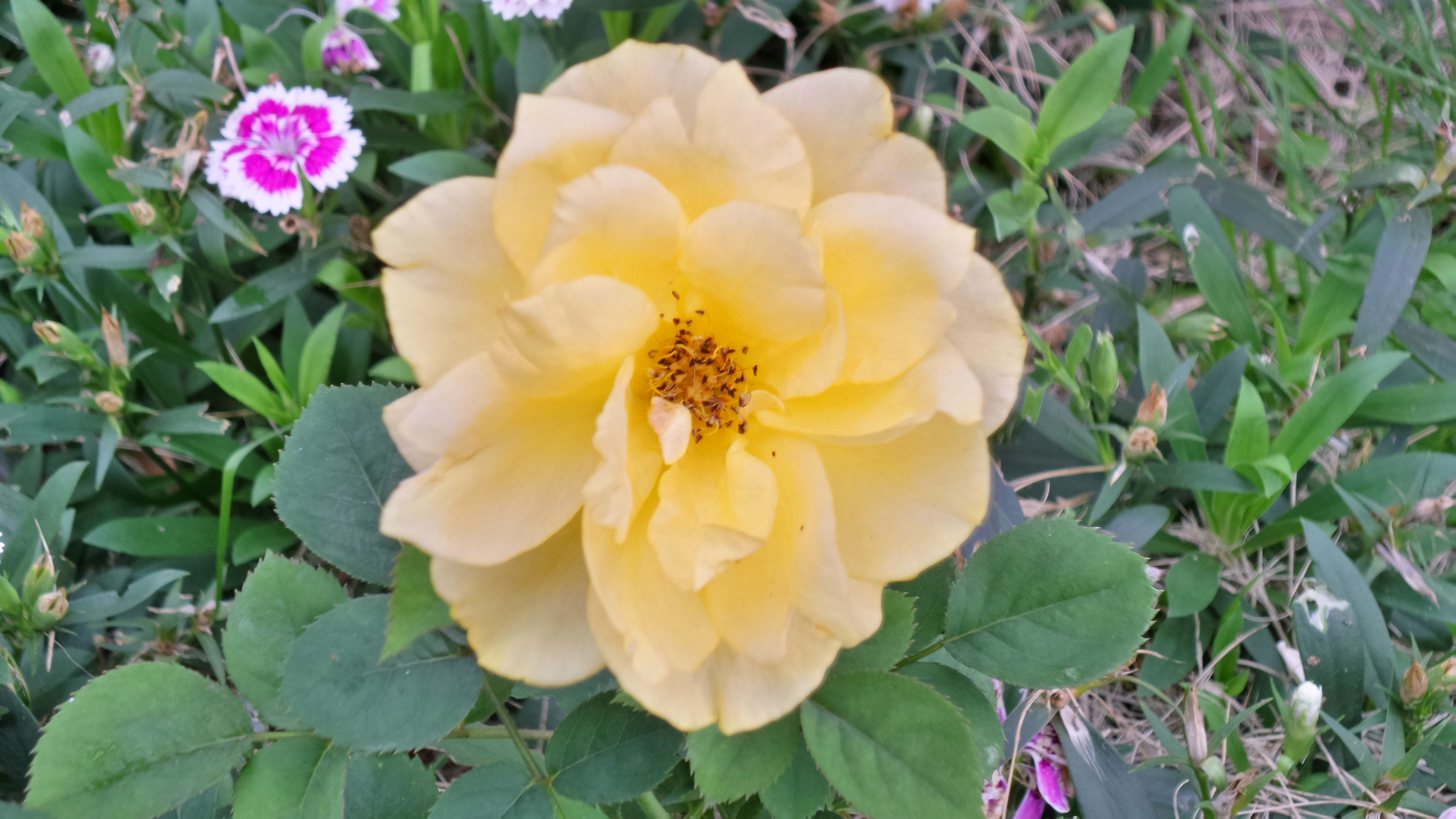 十倍光学变焦公认最好拍照手机,可变焦拍照神器