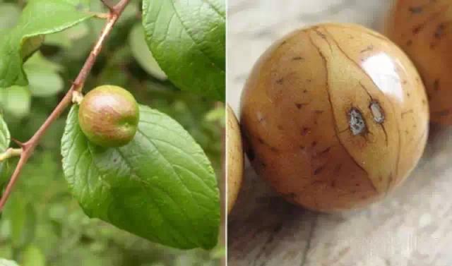 菩提哪一种好,菩提分几种哪种最好