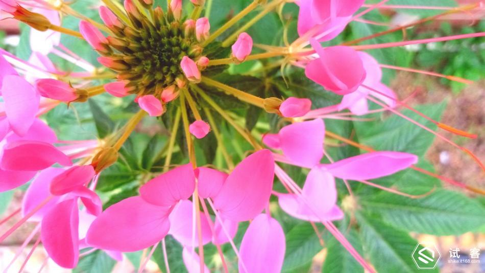 金立天鉴w909微信,金立天鉴w909主题