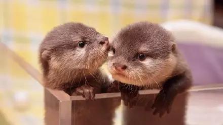 用我巨萌的强力剂,治愈你的宝宝萌化症