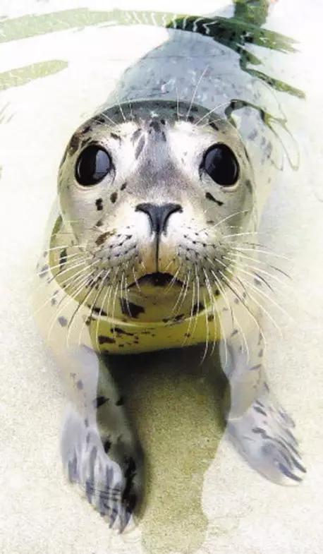 用我巨萌的强力剂,治愈你的宝宝萌化症