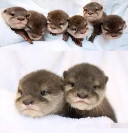 用我巨萌的强力剂,治愈你的宝宝萌化症